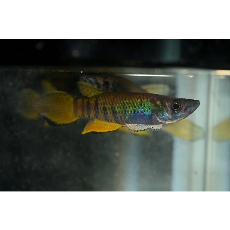 Epiplatys zenkeri Nkoelon COT 01/25 25 F1 eggs