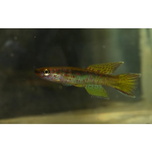 Aphyosemion riggenbachi Poutloloma F1 pair