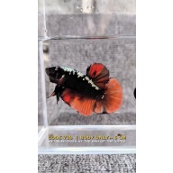 $150 Giant betta fish
