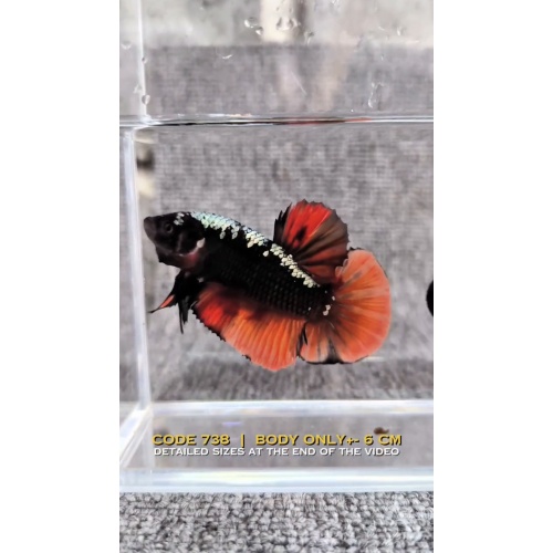 $150 Giant betta fish