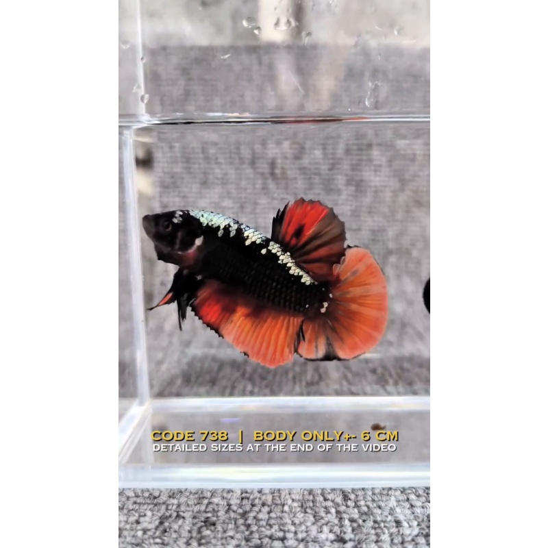 $150 Giant betta fish