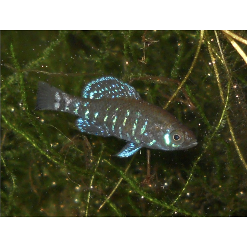 Gulf Coast Pygmy Sunfish 2 Pairs NICE!