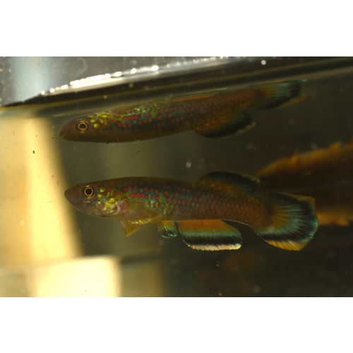 Aphyosemion celiae Ebonji CI24 20 F1 eggs