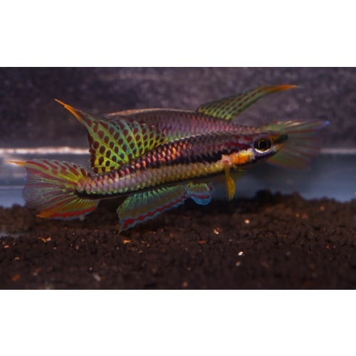 Aphyosemion koungeense Pama 20 F1 eggs