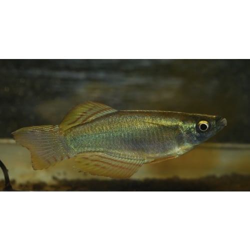 20 + F1 eggs of Procatopus nototaenia Fifinda