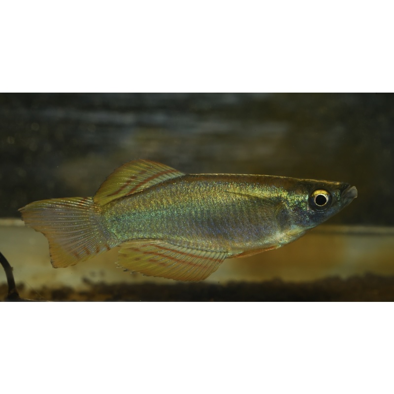 20 + F1 eggs of Procatopus nototaenia Fifinda