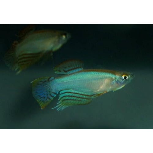 Procatopus nototaenia Fifinda 20+ eggs