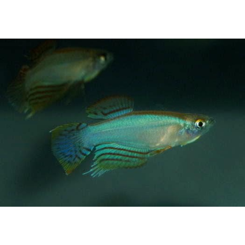 Procatopus nototaenia Fifinda 20+ eggs