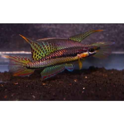 20+ F1 eggs Aphyosemion koungueense Pama