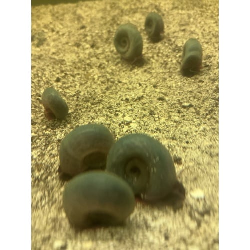 Blue Rams Horn Snails