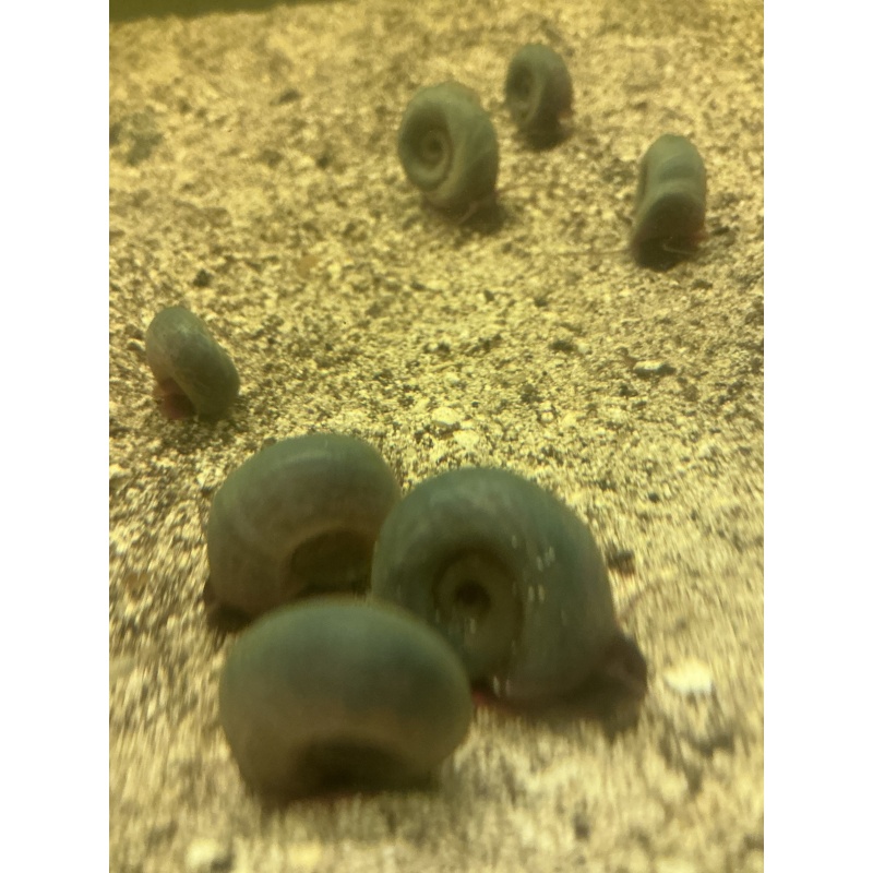 Blue Rams Horn Snails