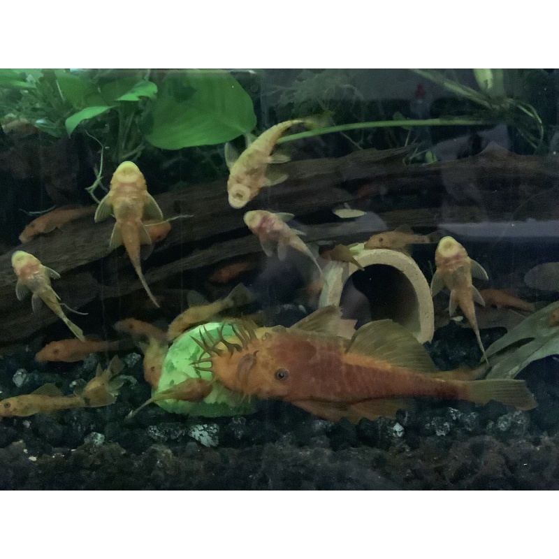 6 + 1 SF Super Red Anciistrus