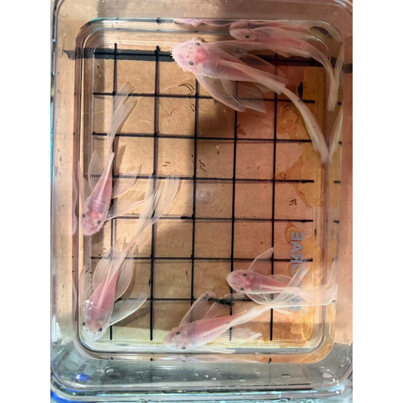 LF Snow White Bristlenose Pleco - Juvie x4