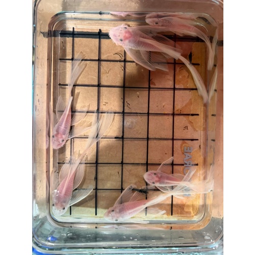 LF Snow White Bristlenose Pleco - Pair
