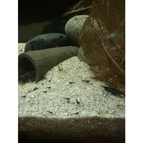 50 Blue Dream Neocaridina Sweet Deal!