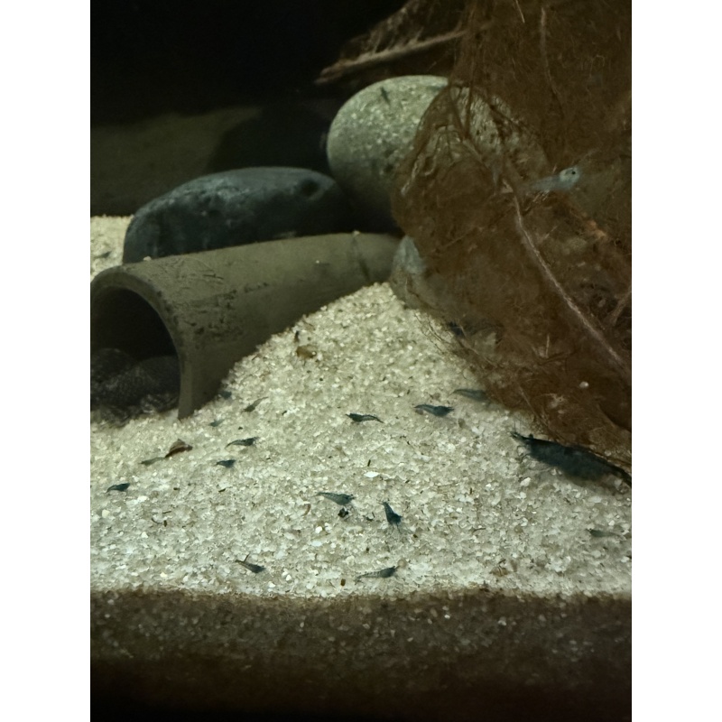 50 Blue Dream Neocaridina Sweet Deal!
