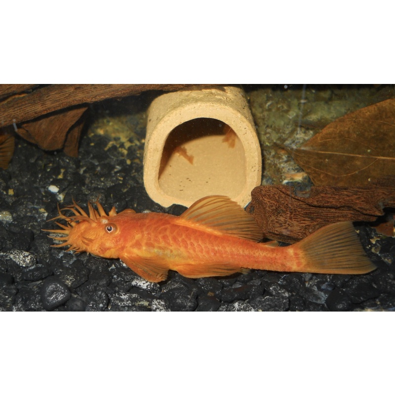 6 + 1 SF Super Red Anciistrus