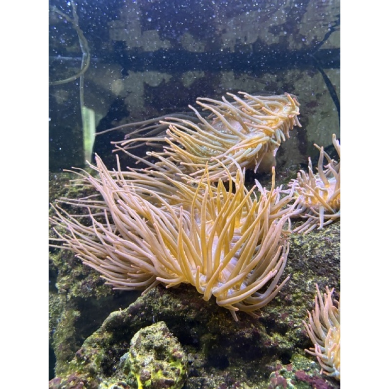 3-5" Rainbow Bubble Tip Anemone