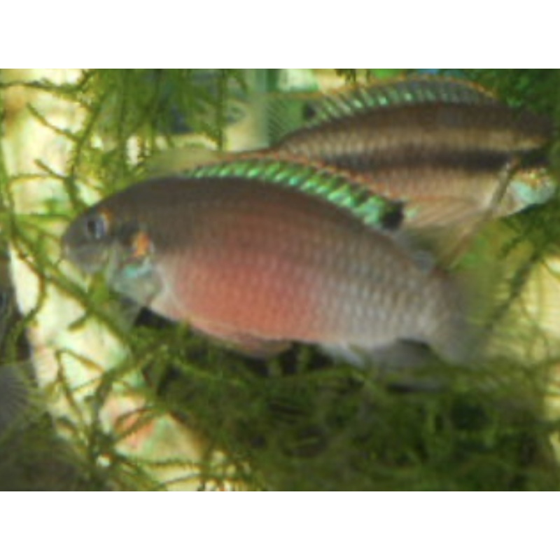 Enigmatochromis lucanusi young pair C.A.R.E.S. fish!