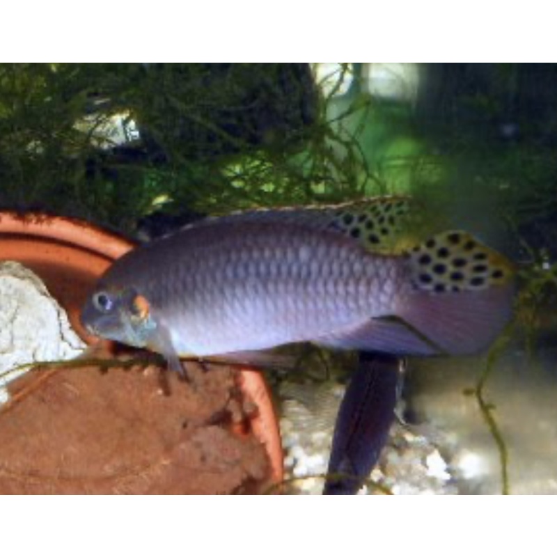 Enigmatochromis lucanusi young pair C.A.R.E.S. fish!