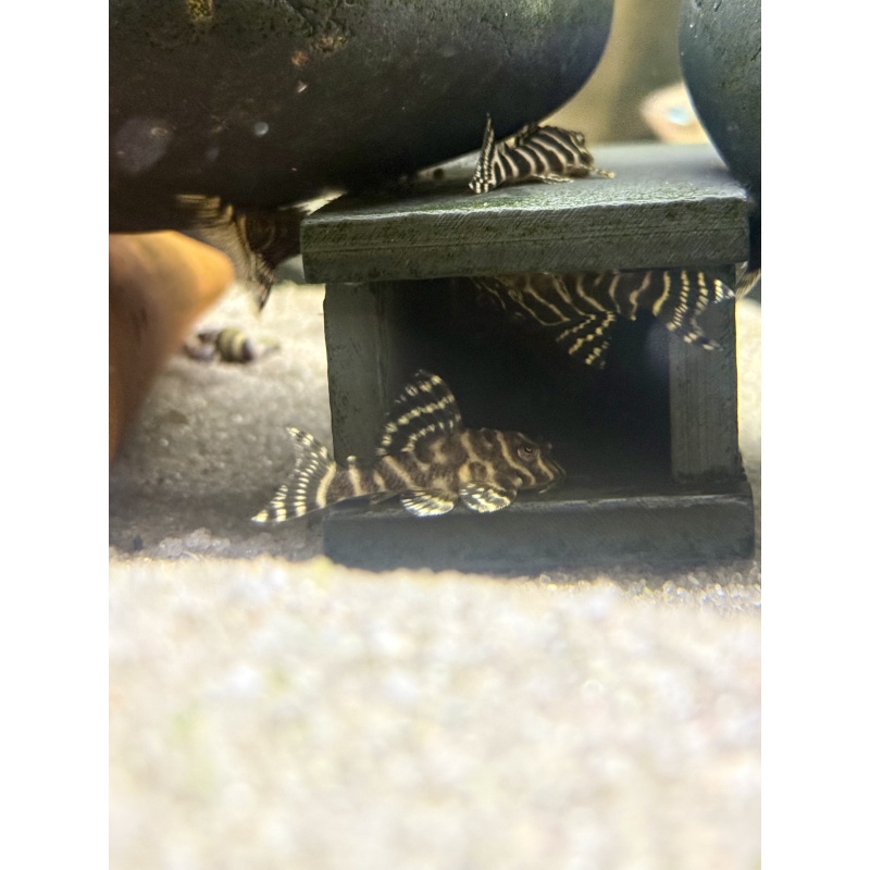4 L333 Yellow Tiger King Plecos!