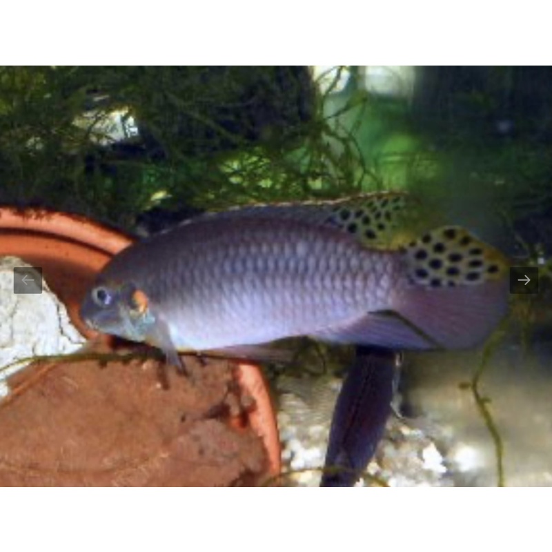 Enigmatochromis lucanusi male