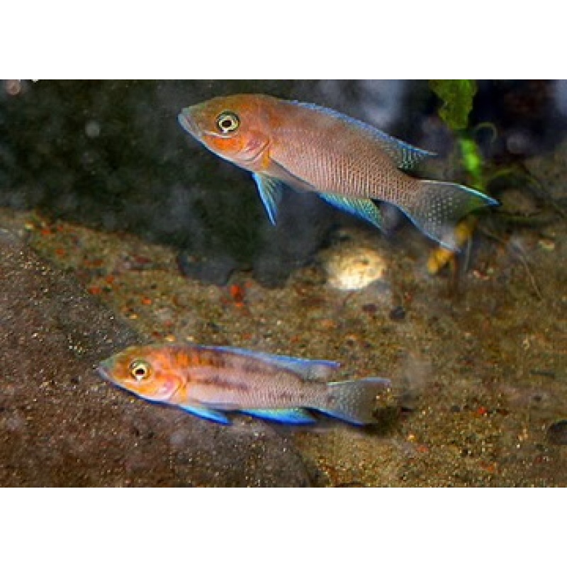 Neolamprologus Cygnus (Rare)