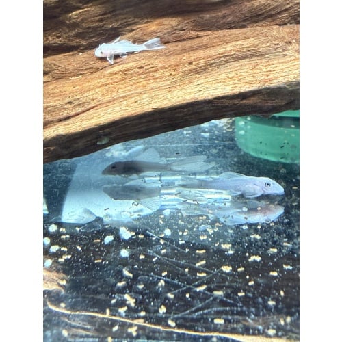 Sweet deal! 10 mixed LF and SF Snow White Bristlenose Plecos!