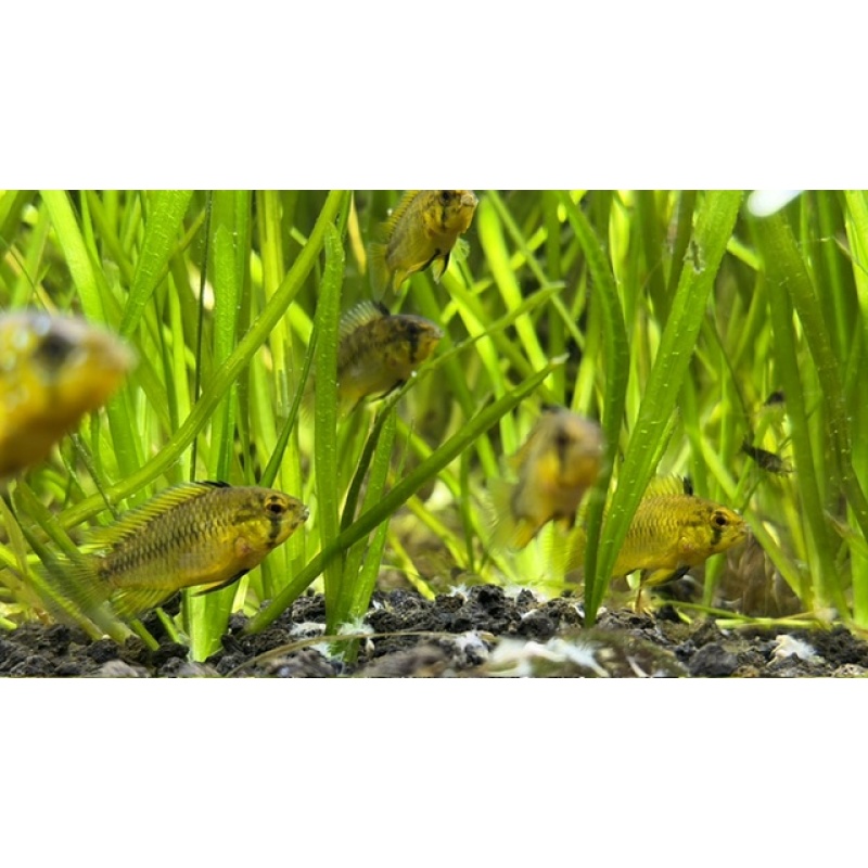 1 Female Borelli Apistogramma