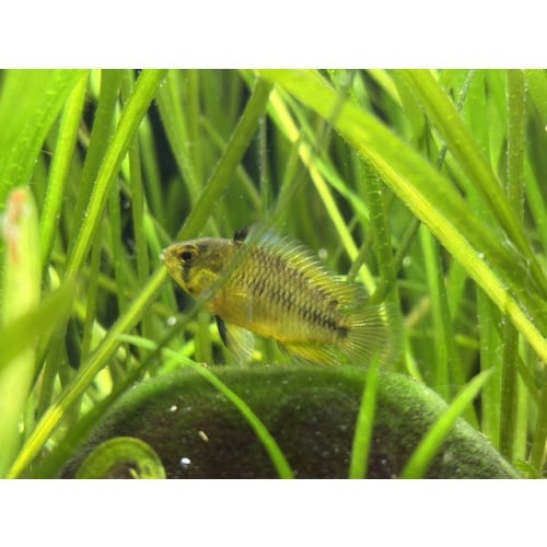 1 Female Borelli Apistogramma