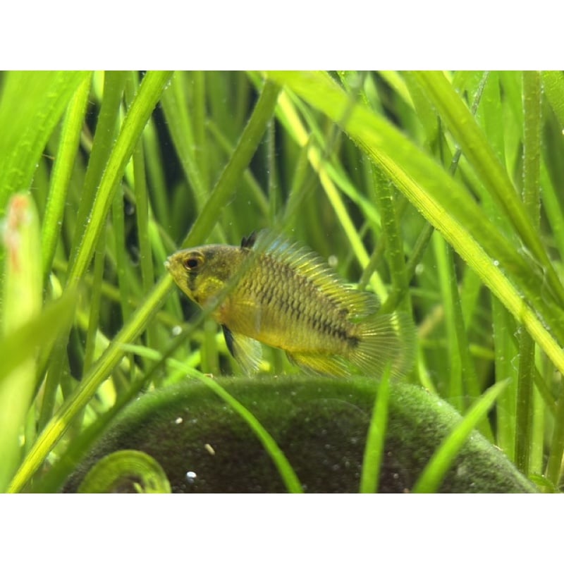 1 Female Borelli Apistogramma