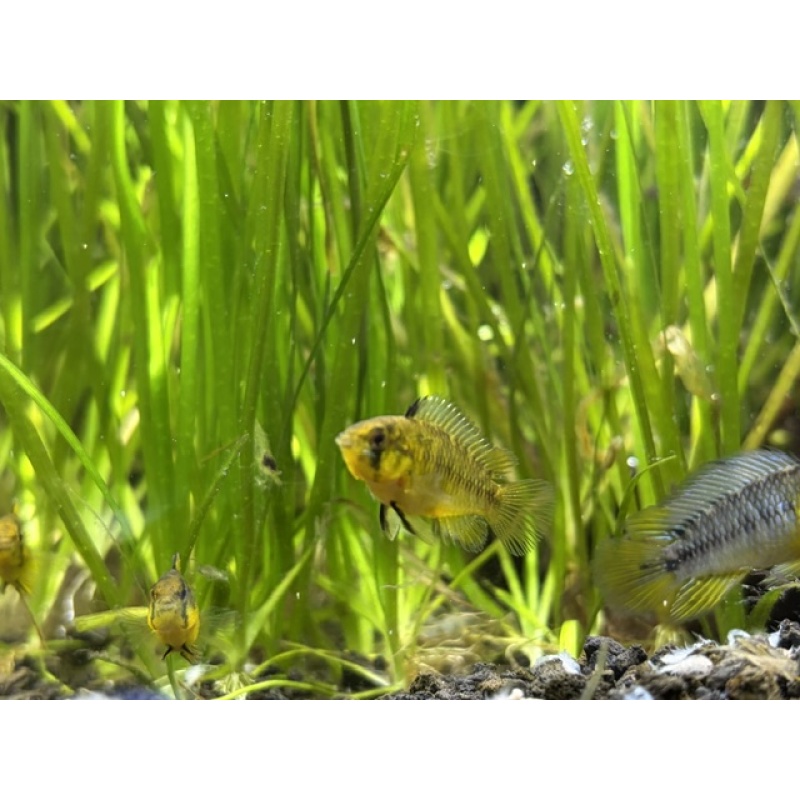 1 Female Borelli Apistogramma