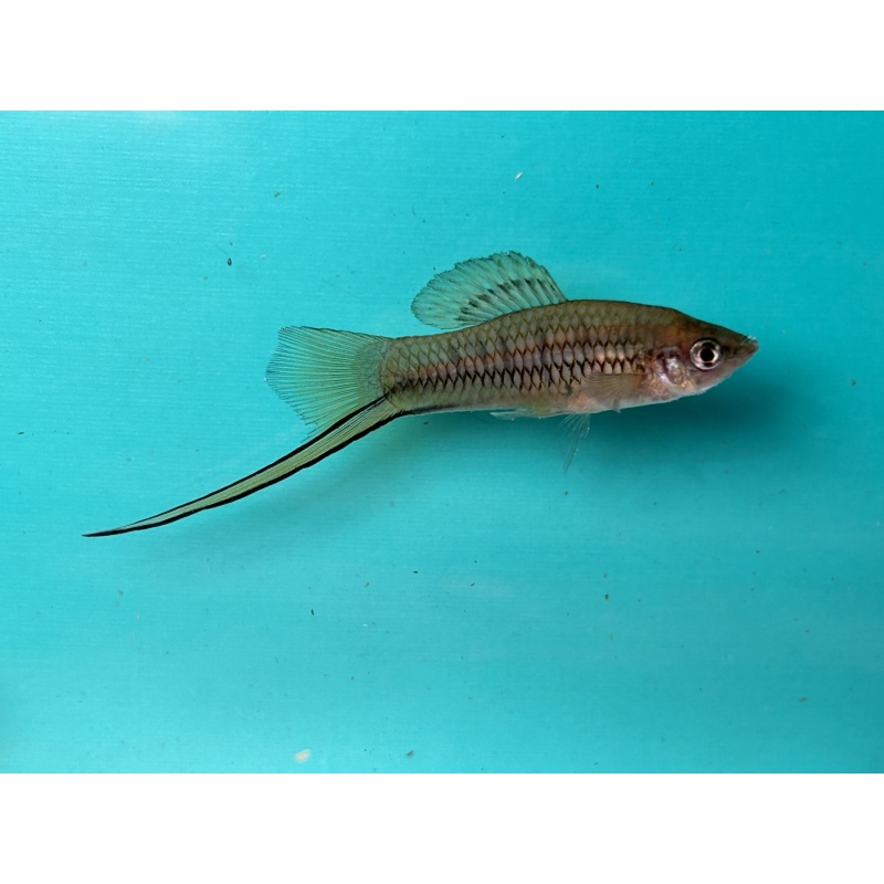 7 Juvenile Nezzie Swordtails