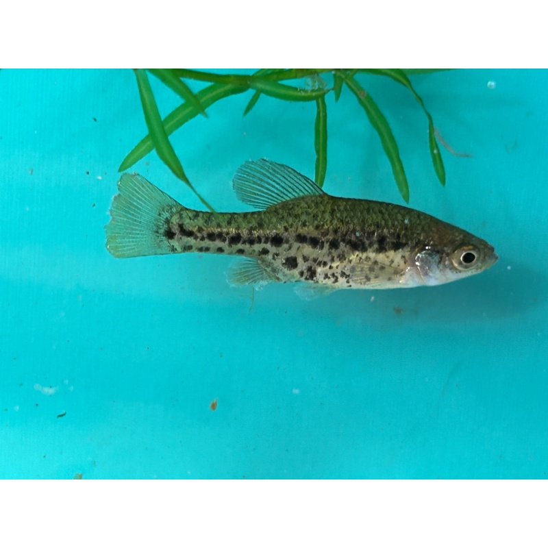 7 Juvenile Polkodot Splitfins