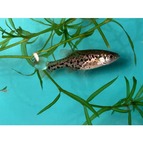 7 Juvenile Polkodot Splitfins