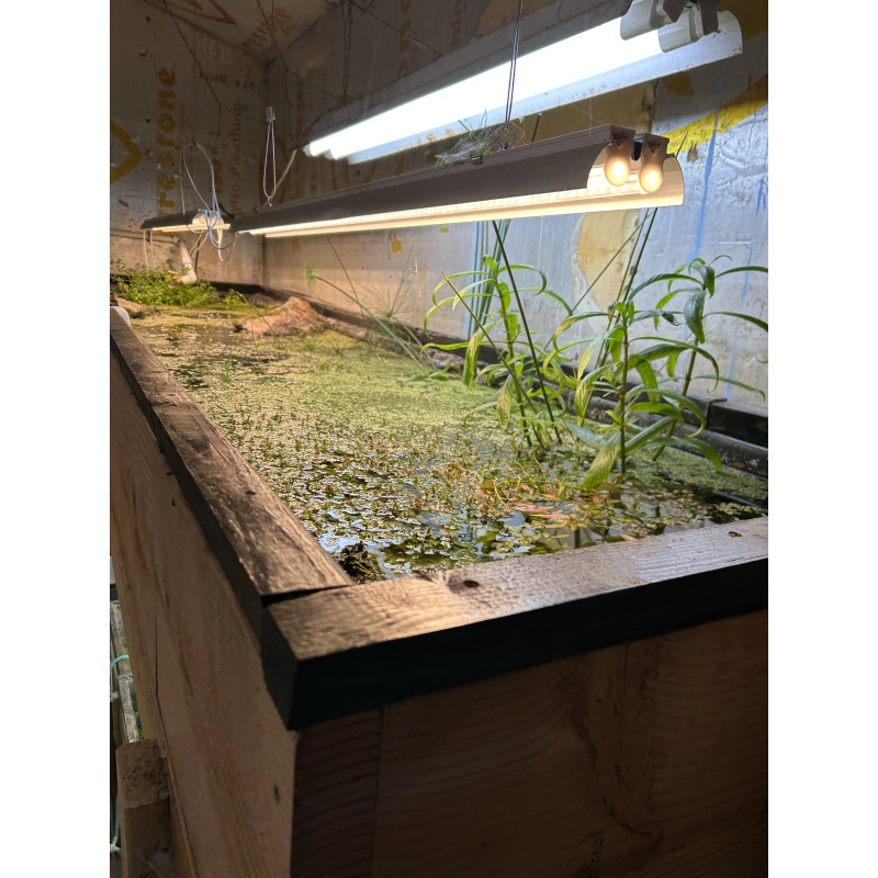 7 Juvenile Nezzie Swordtails