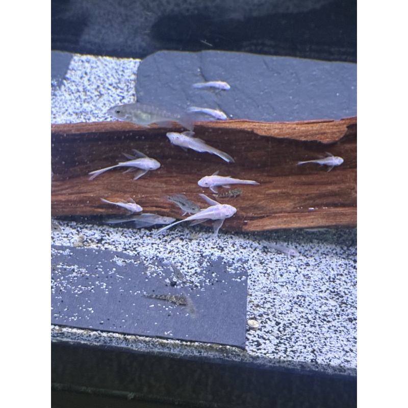 10 LongFin SnowWhite BN Plecos