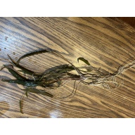 Crypt wendtii “bronze”