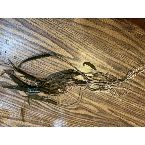 Crypt wendtii “bronze”
