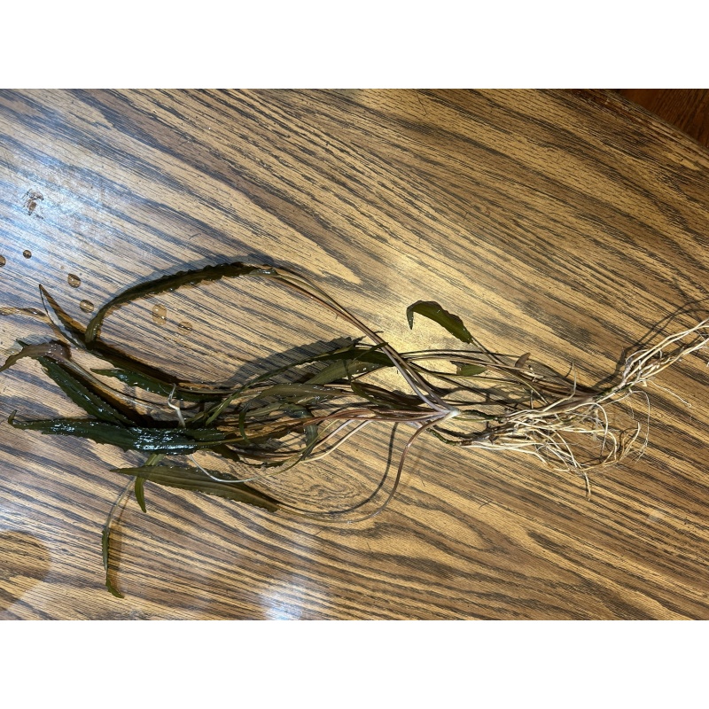 Crypt wendtii “bronze”