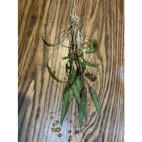 Crypt wendtii “green”