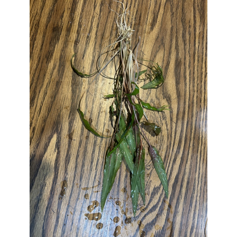 Crypt wendtii “green”