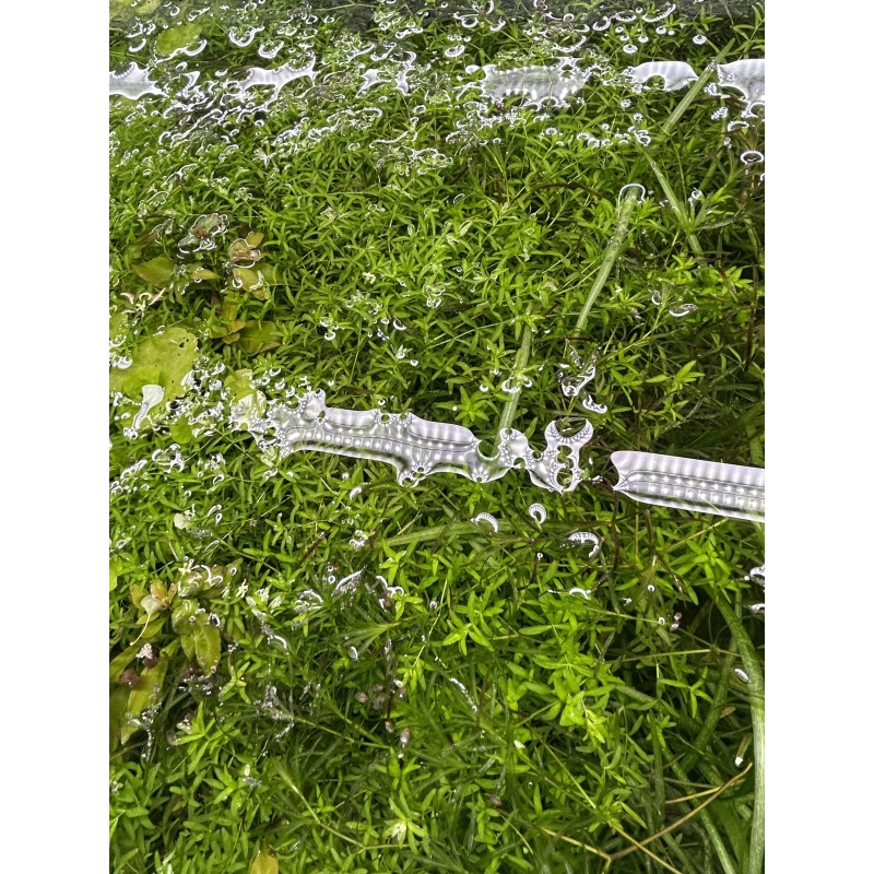 Pearlweed