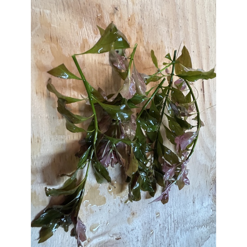 Alternanthera reineckii