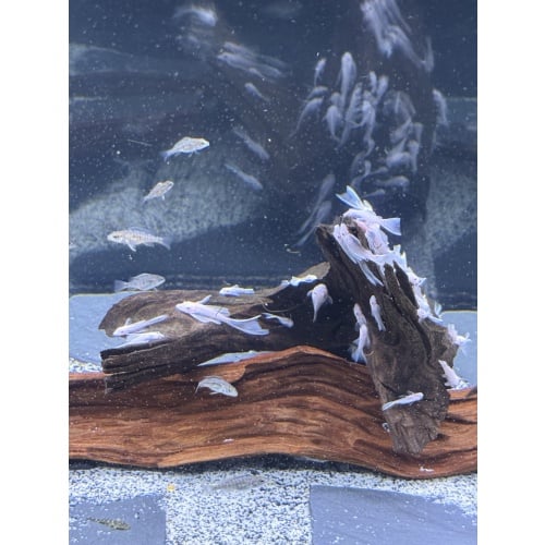 10 LongFin SnowWhite BN Plecos
