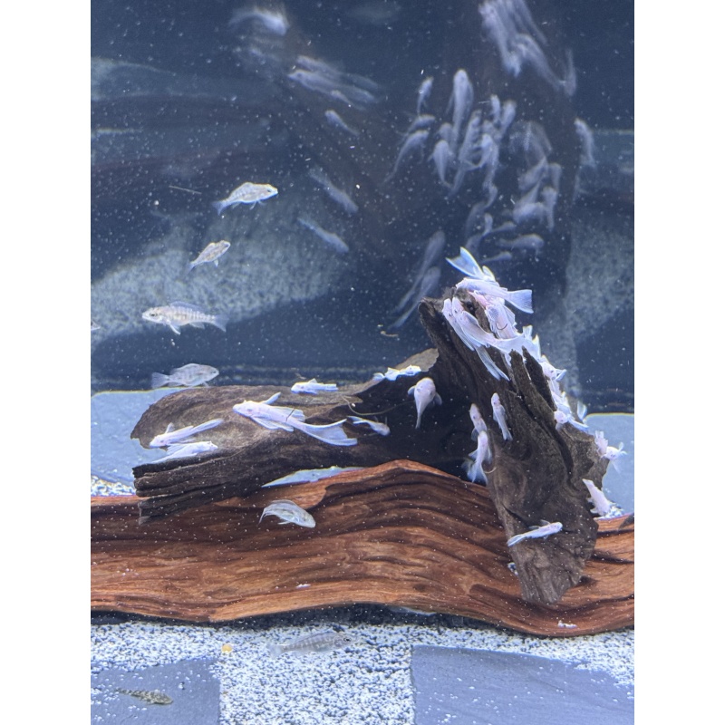 10 LongFin SnowWhite BN Plecos