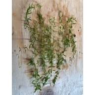 Pearlweed