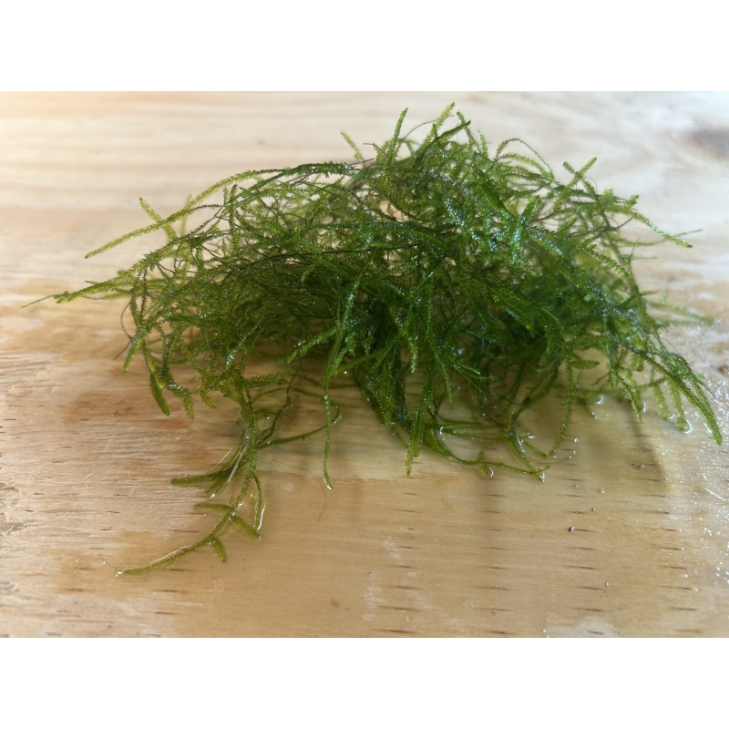 Java Moss