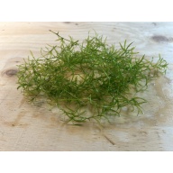 Guppy Grass