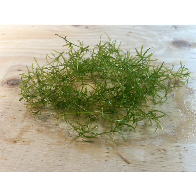 Guppy Grass